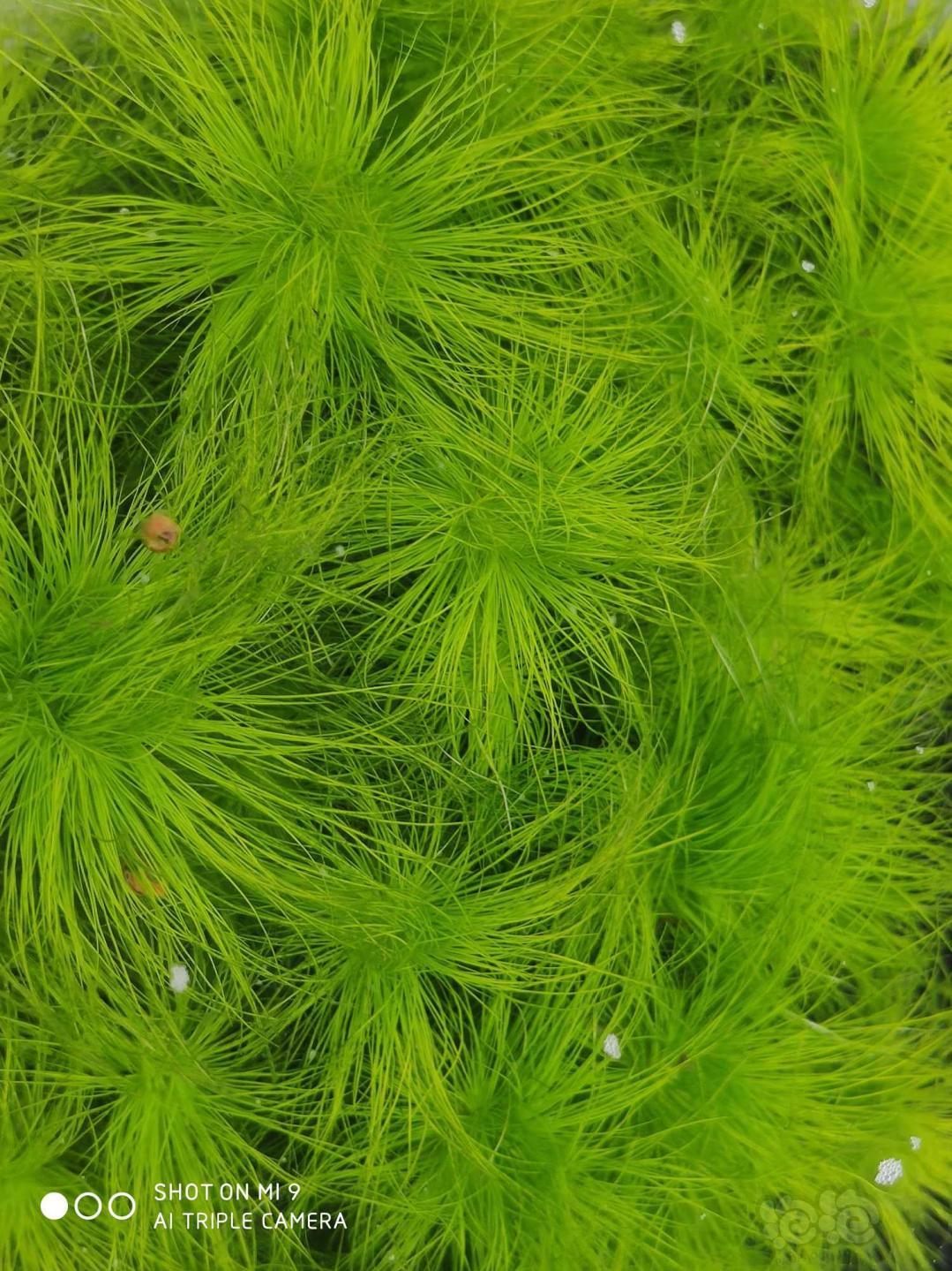 出红太,丝太,谷太,红玫瑰-图4