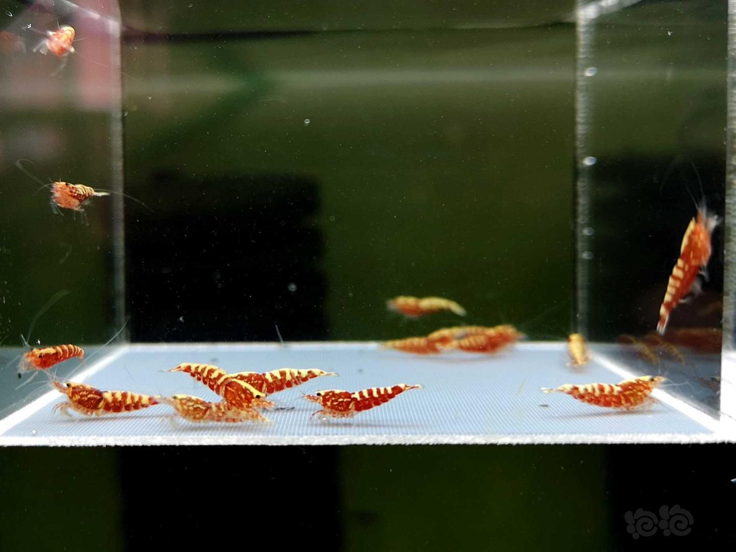 【虾】2019-8-18#RMB拍卖红银河小虾15只-图3