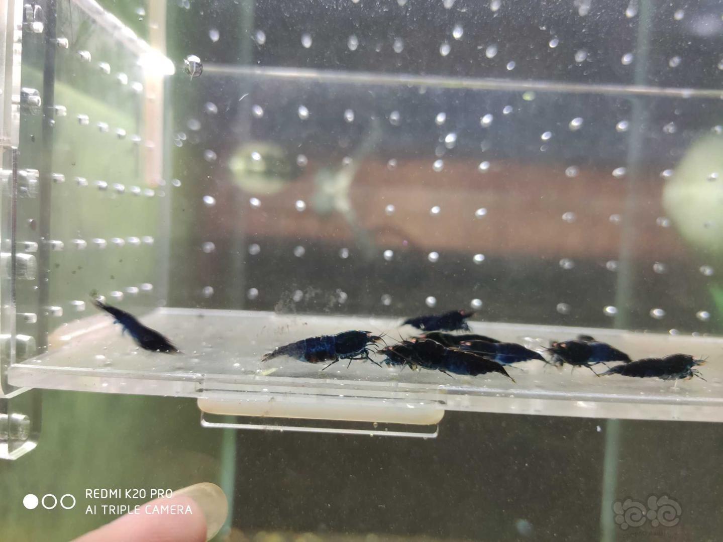 【虾】2019-8-28#RMB拍卖金眼蓝黑钻繁殖组5公13母-图3