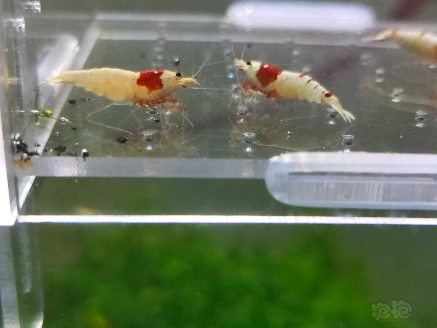 【虾】2019-08-27#RMB拍卖红白水晶虾4只-图6