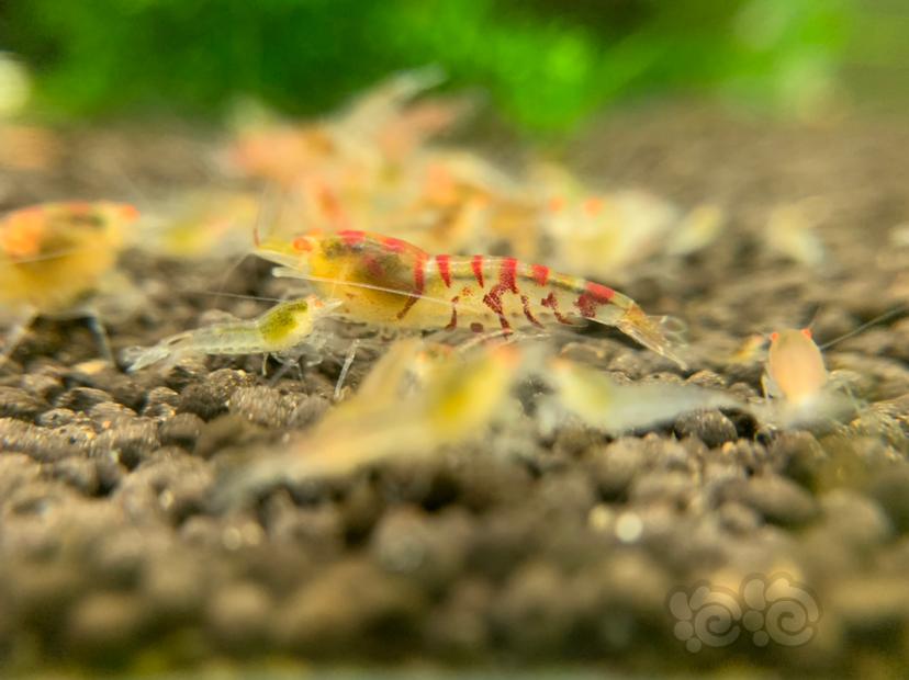 金眼红虎纹水晶虾-图3