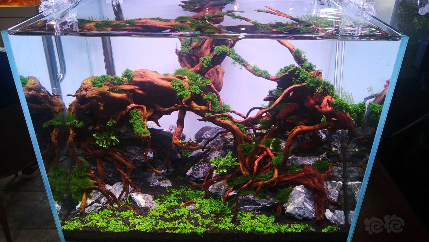 60/45/45杜鹃根造景