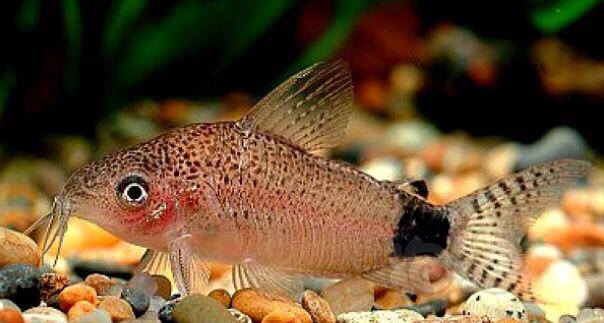 【鼠鱼】黑腰鼠鱼(瓜波鼠)