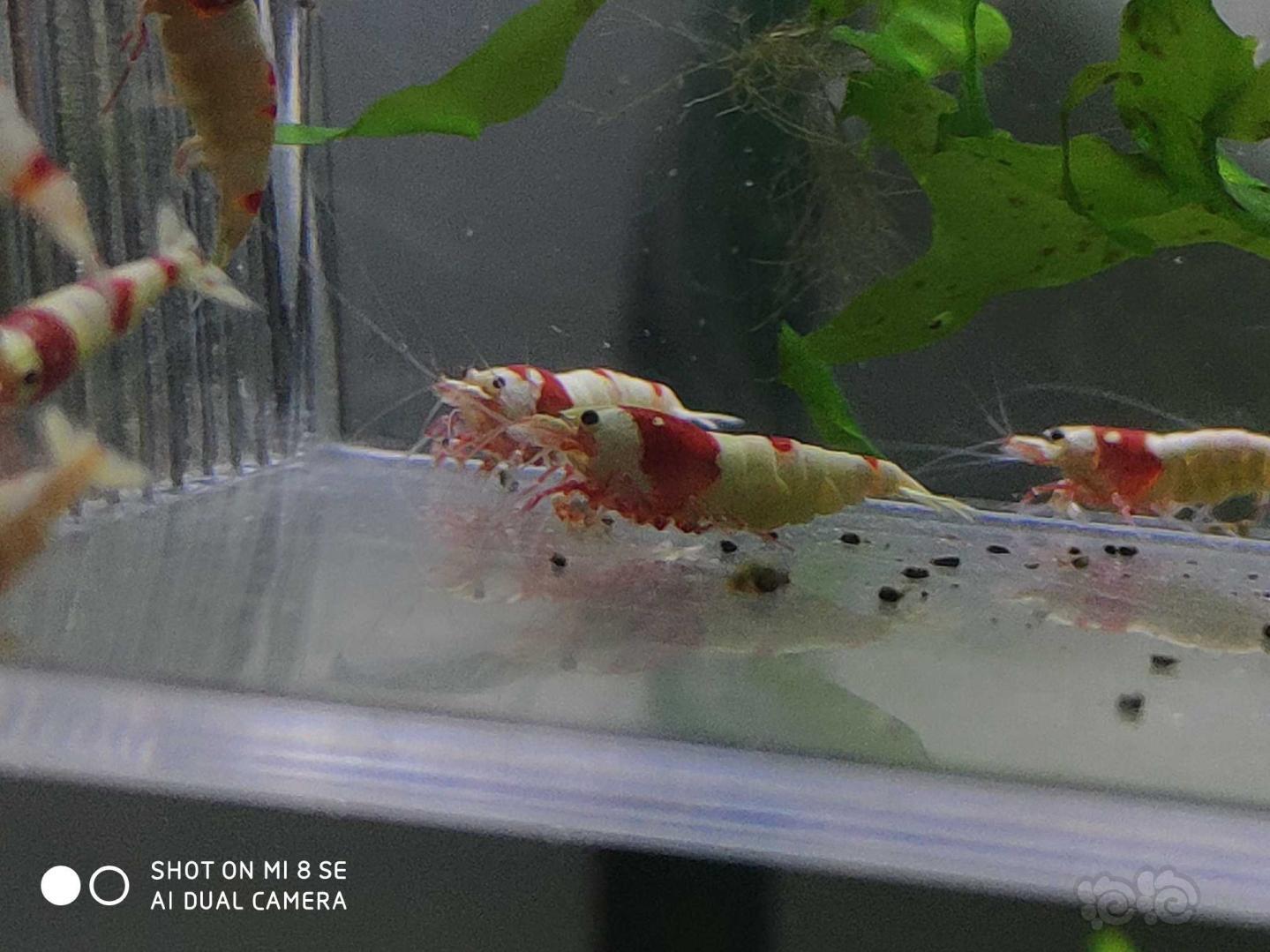 【虾】2019-08-23#RMB拍卖纯血红白提纯缸挑出的淘汰虾子代30只(吉林名家血统，1-1.3-图1