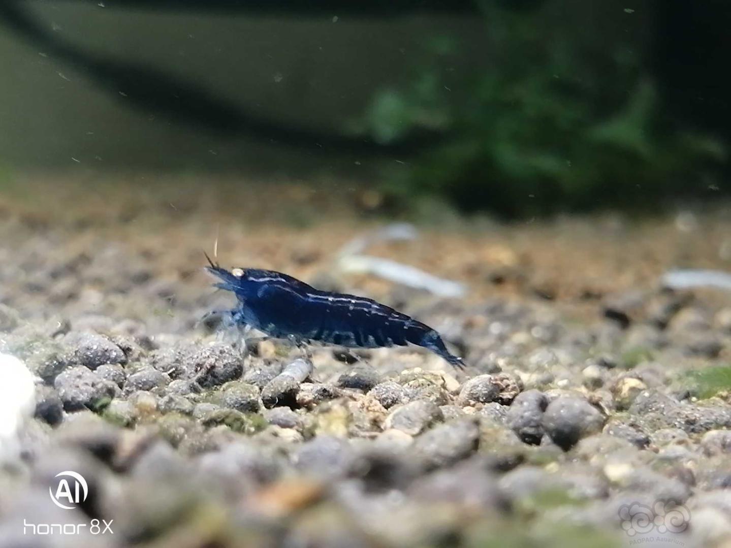 蓝虎拉出来溜溜