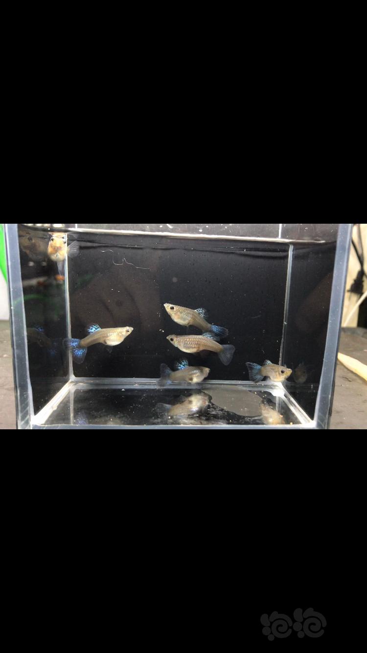 【热带鱼】出售胡子大帆孔雀鱼，需要的加v13293727502，支持闲鱼交易-图4