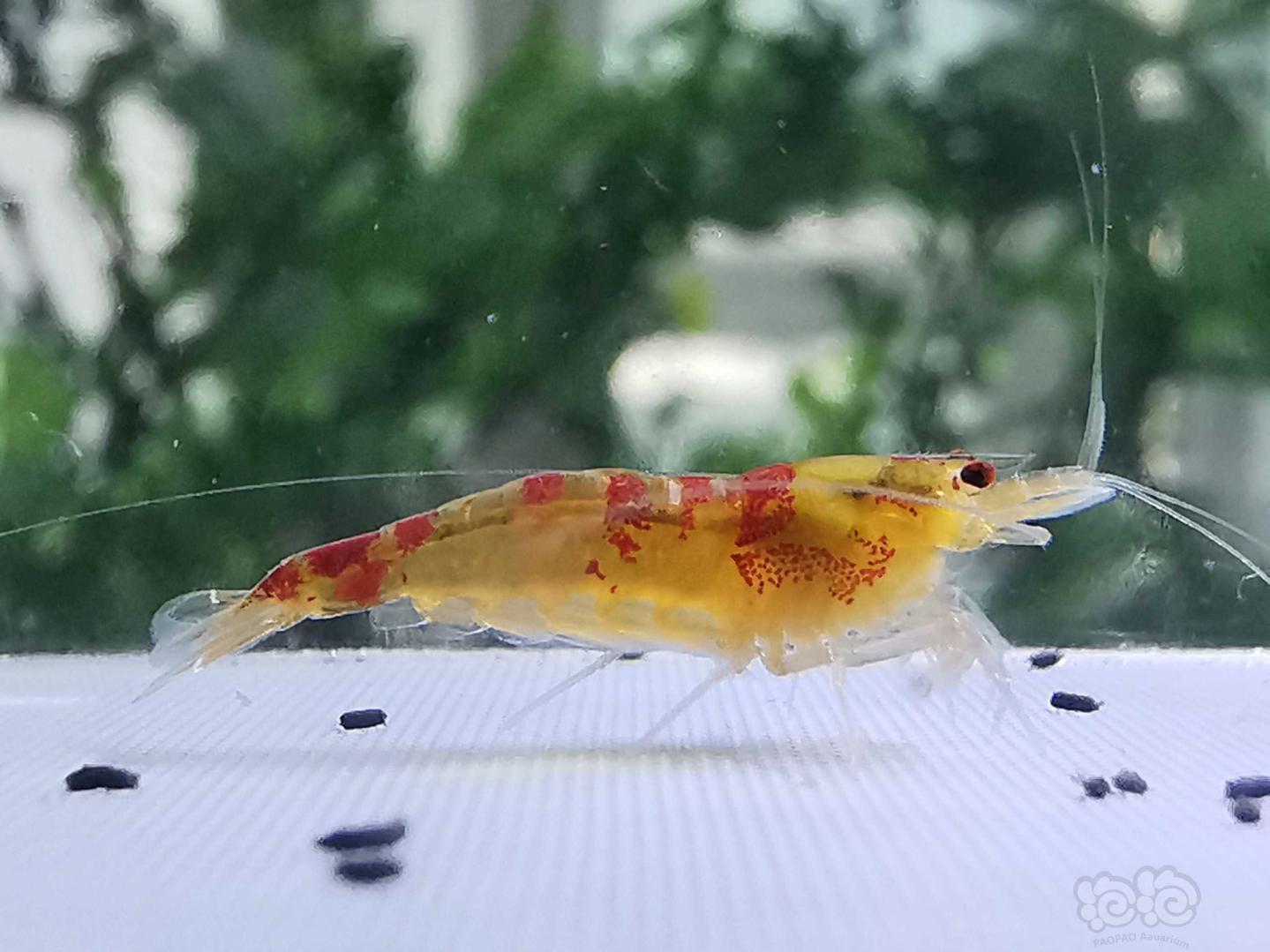 【虾】2019-8-26#RMB拍卖黄金龙水晶虾8只-图1