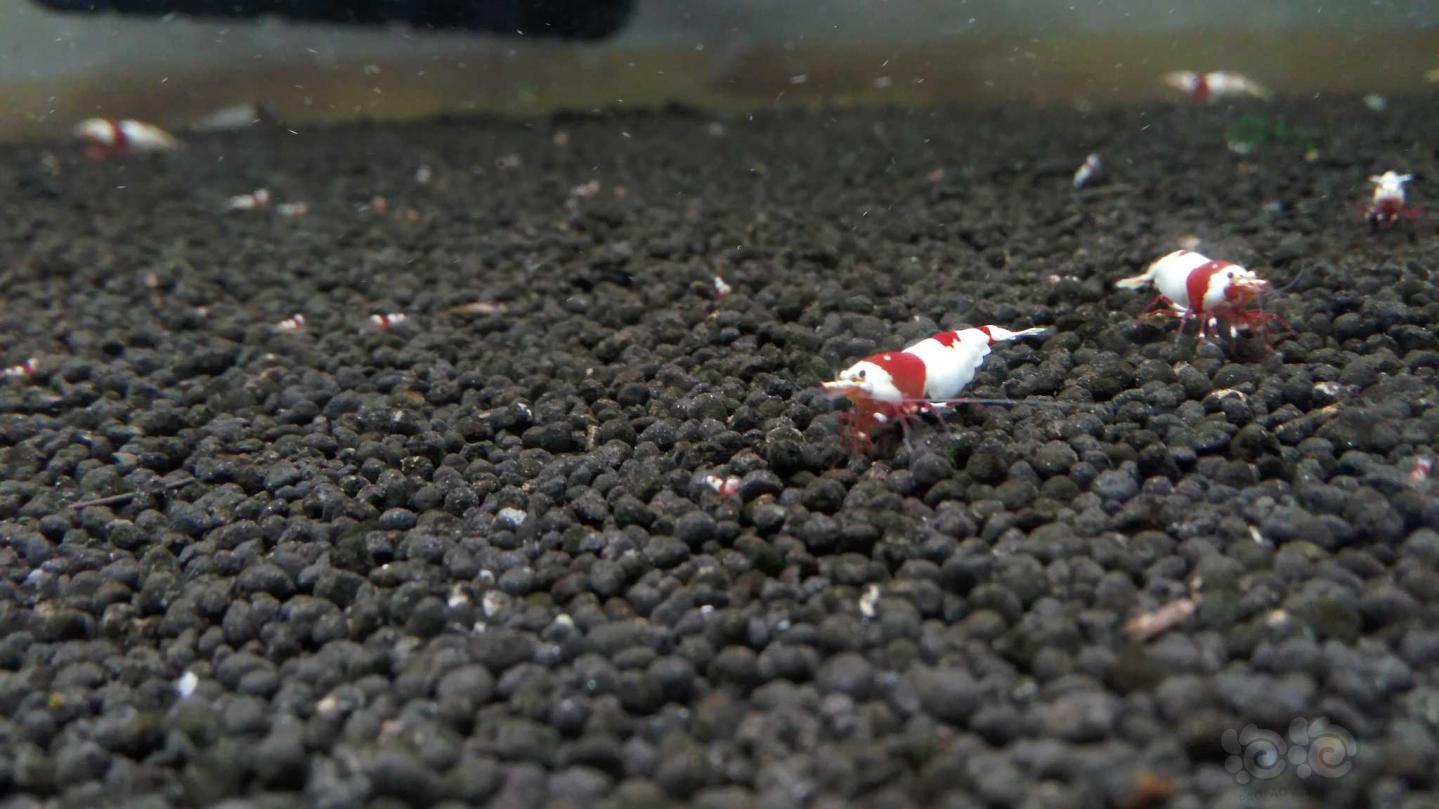 晒晒红白水晶虾-图3