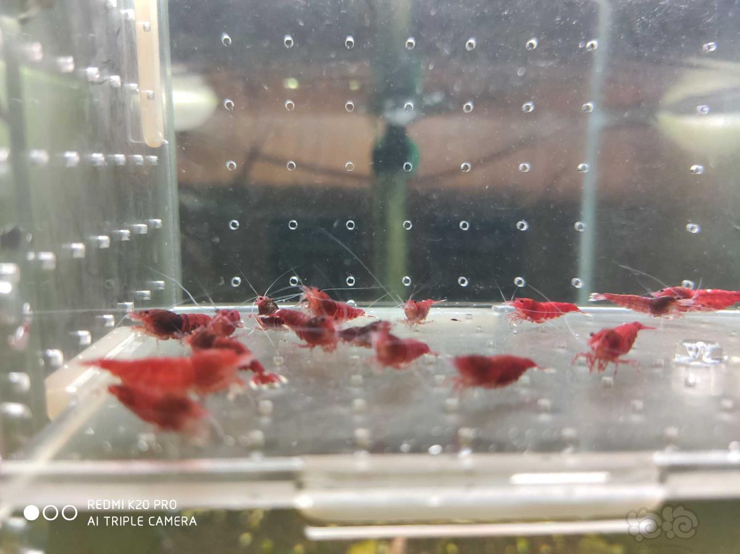【虾】2019-8-28#RMB拍卖酒红红钻繁殖组8公14母-图1