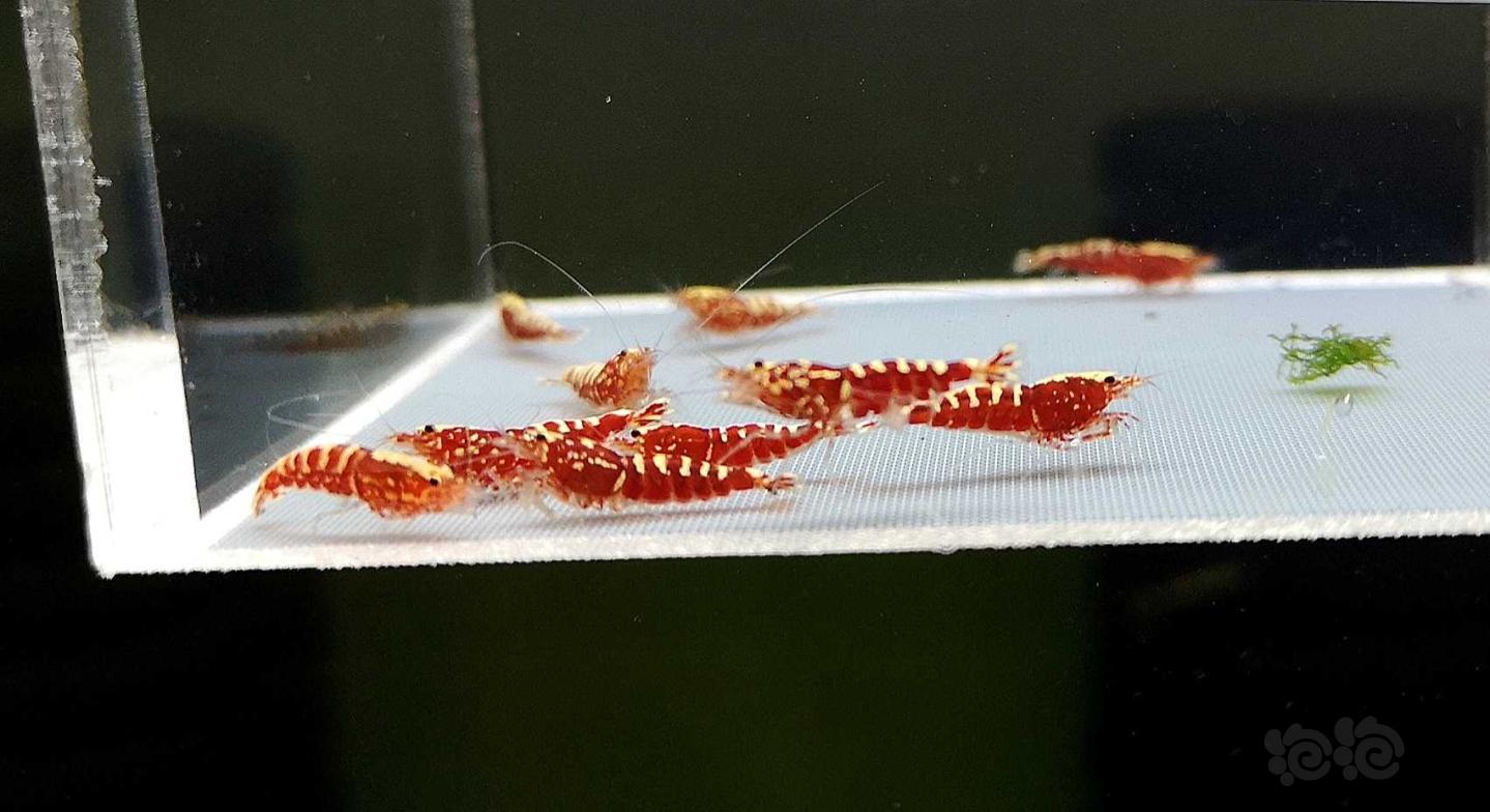 【虾】2019-8-22#RMB拍卖红银河幼虾10只-图3