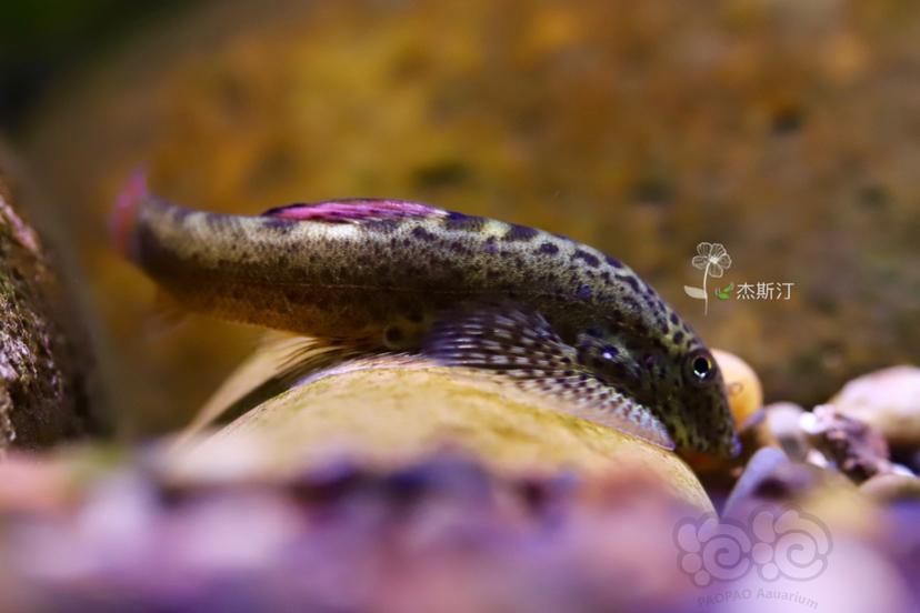 紫鳍吸鳅拍一下-图8