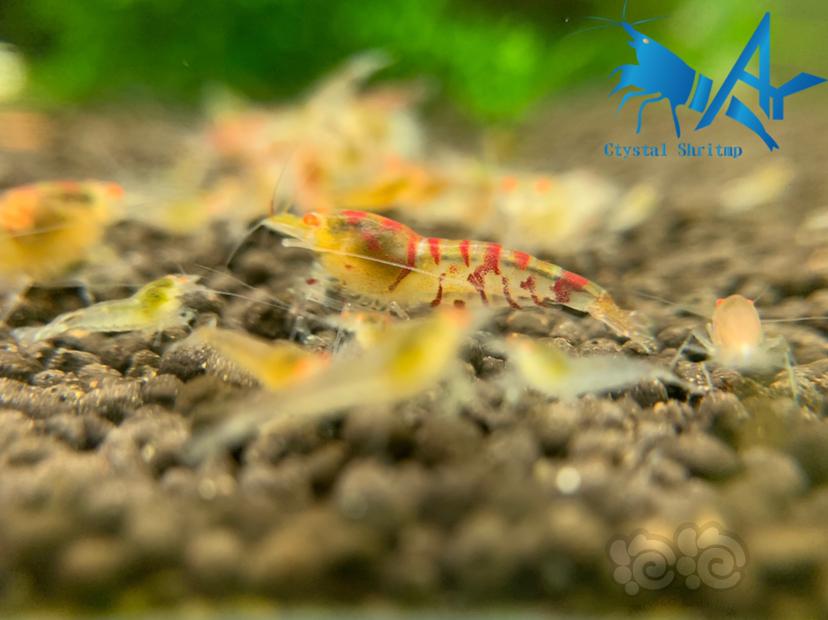 金眼红虎纹水晶虾-图1