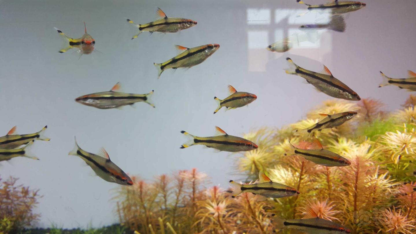 热带鱼出一眉道人苗基本已发色