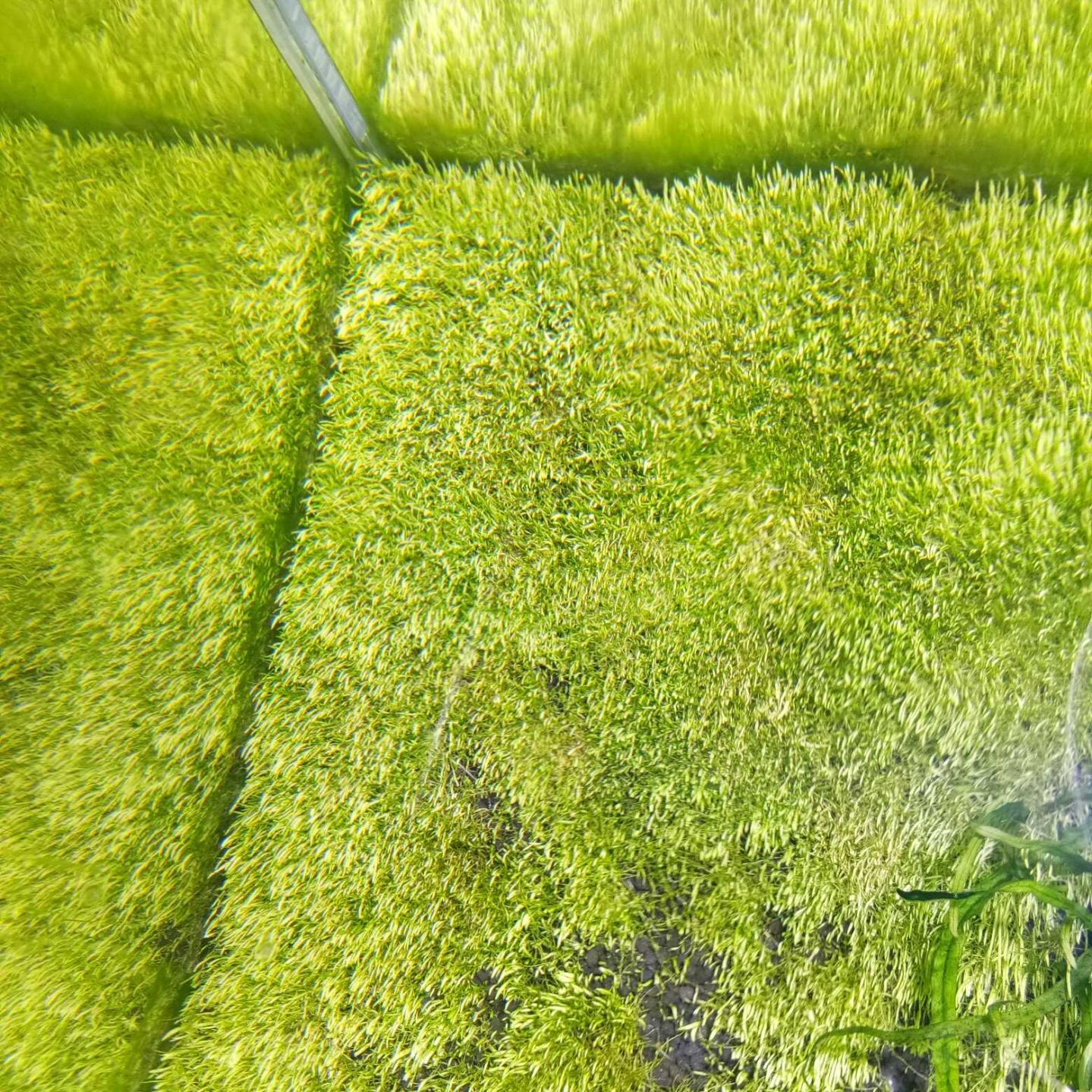 翻缸出挖耳，20x30，无藻，就是长的不太高，不知道什么原因-图2