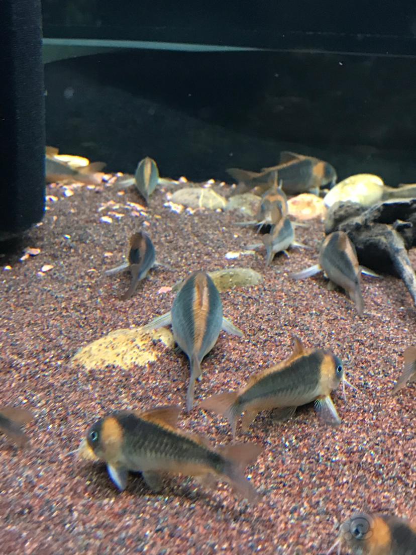 鼠鱼尼青尼青为什么要喜欢尼青