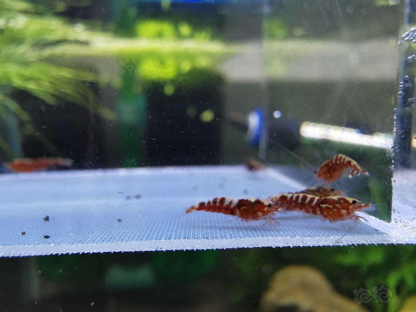 【虾】2019-08-31#RMB拍卖#红银河水晶虾一份15只-图4
