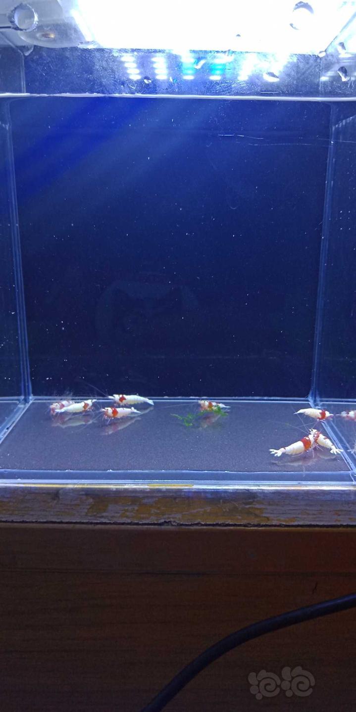【虾】2019-08-16#RMB拍卖纯系红白水晶虾一份10只-图5