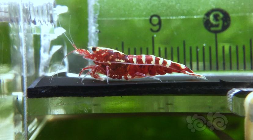 【虾】2019-8-31#RMB拍卖水晶虾一份（2）-图6