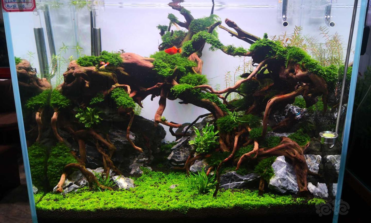 60/45/45杜鹃根造景