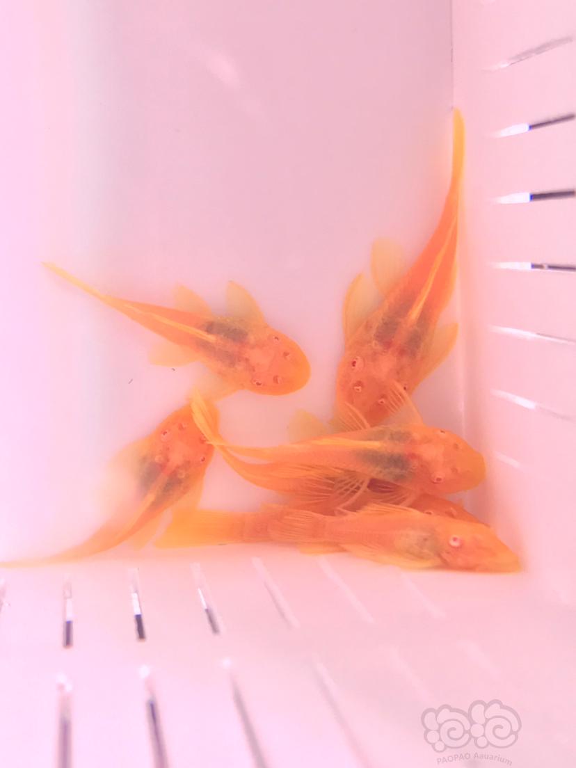 【热带鱼】出自养繁殖胡子红眼苗-图1