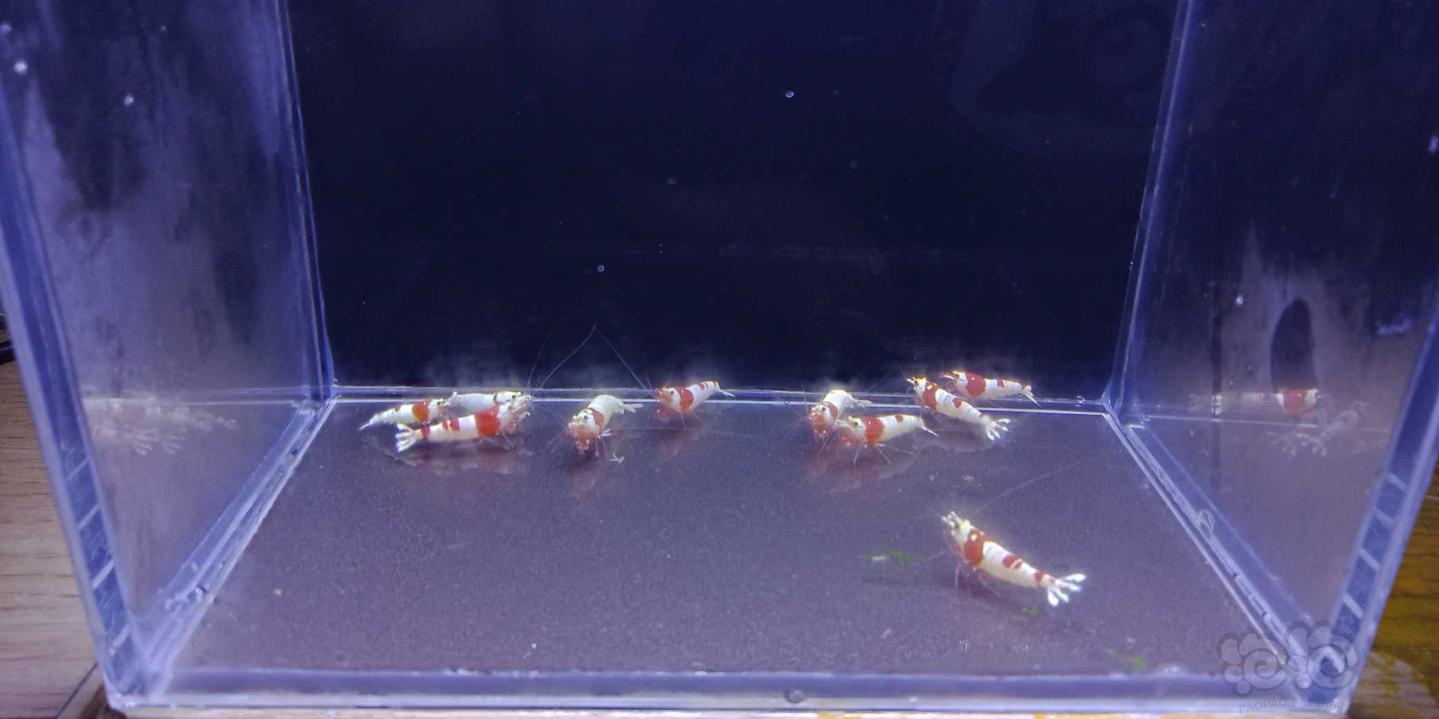 【虾】2019-08-19#RMB拍卖纯系红白水晶虾一份10只-图2
