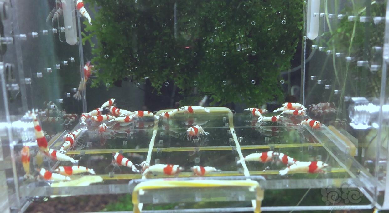 【虾】2019-8-20#RMB拍卖水晶虾一份（2）-图2