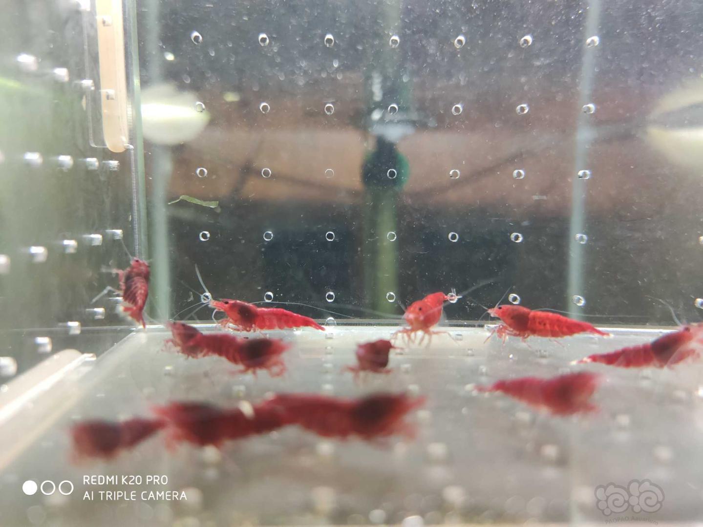 【虾】2019-8-28#RMB拍卖酒红红钻繁殖组8公14母-图3
