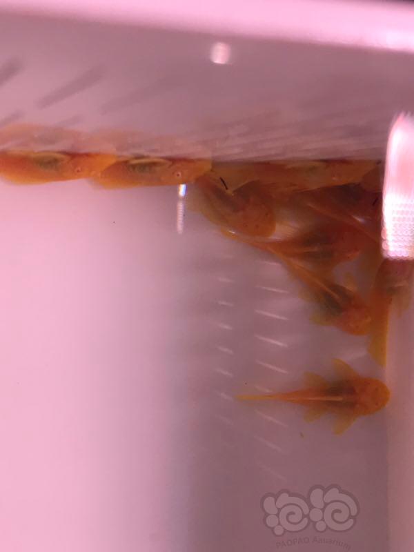【热带鱼】出胡子苗3厘米-图2