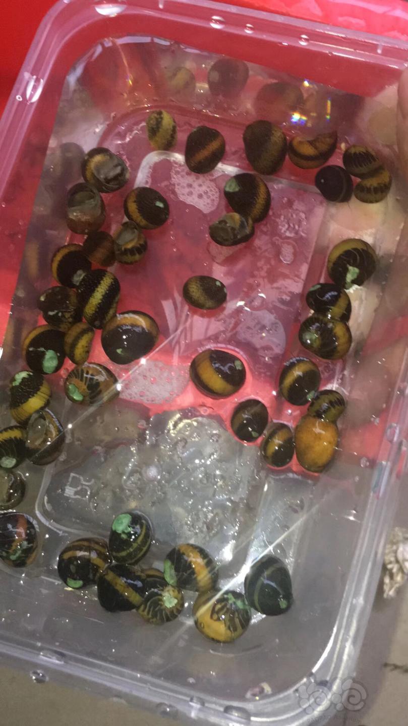 彩蛋螺15元包邮50个全国泡沫箱纸箱发货