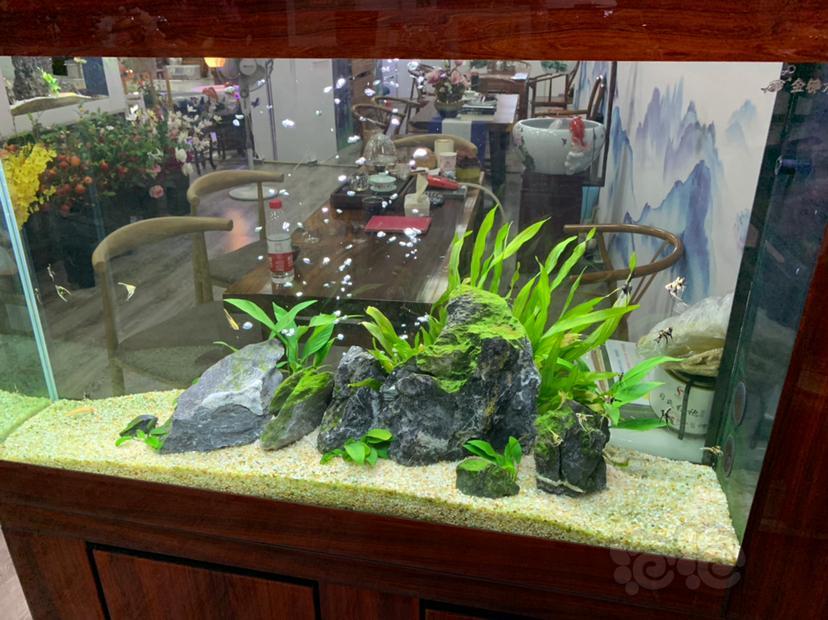 成品窄缸的简单造景