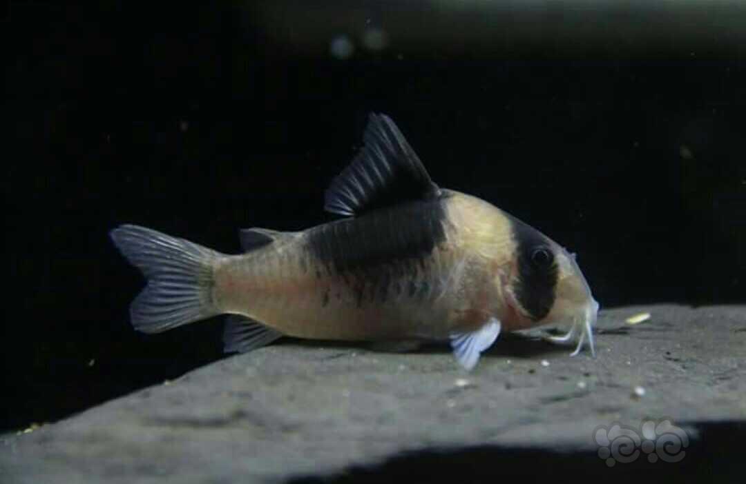 【鼠鱼】超级双色鼠鱼(宽版)