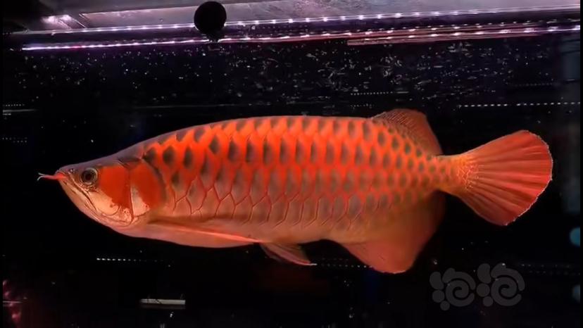 【龙鱼】印尼顶级红龙-图1