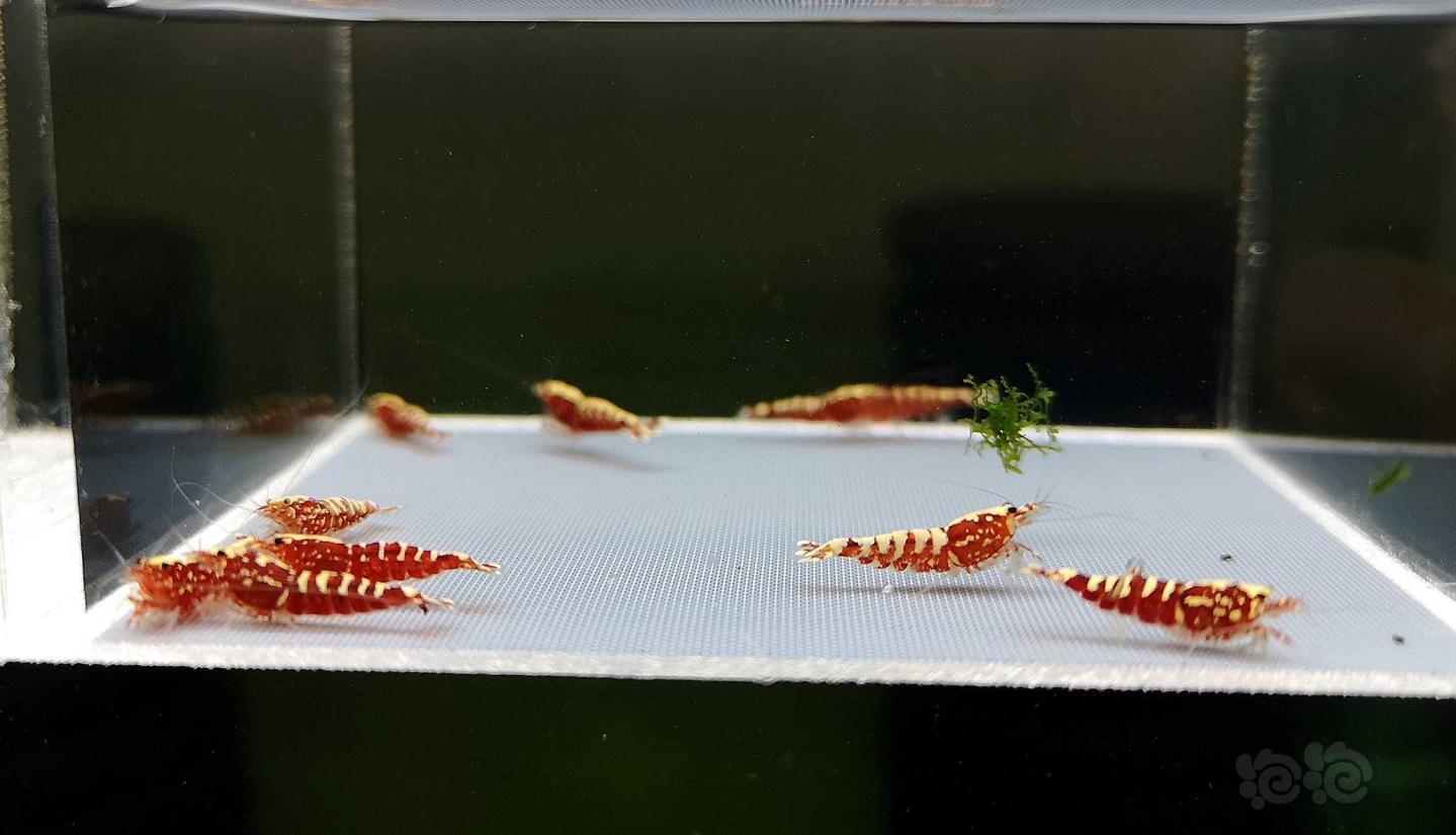 【虾】2019-8-22#RMB拍卖红银河幼虾10只-图1