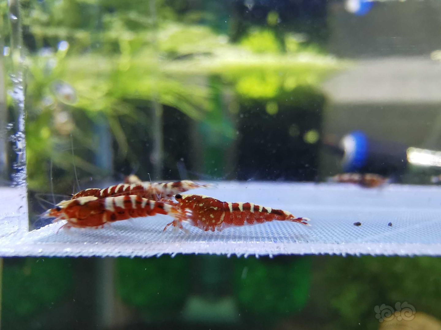 【虾】2019-08-31#RMB拍卖#红银河水晶虾一份15只-图2