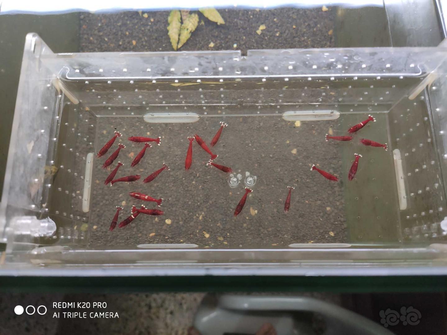 【虾】2019-8-28#RMB拍卖酒红红钻繁殖组8公14母-图5