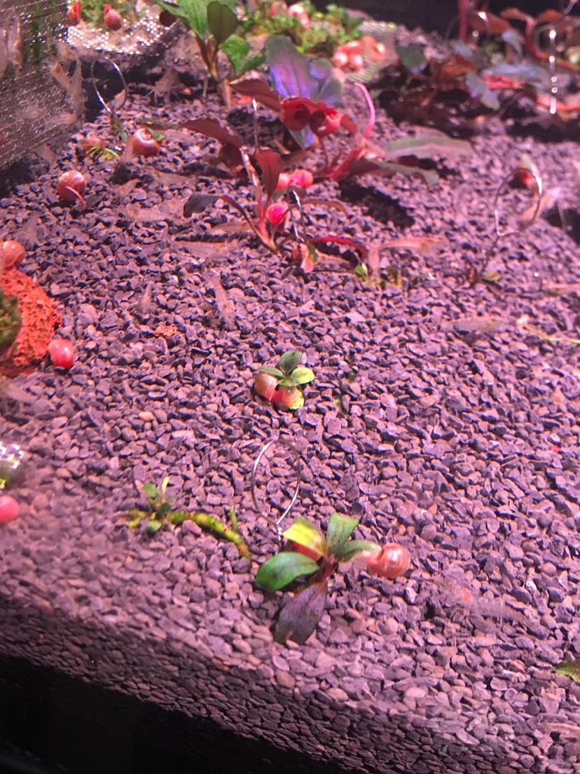 换了p土这个是jbl熔岩砂吗 黑色版的 怎么和论坛大神的不一样 泡泡水族