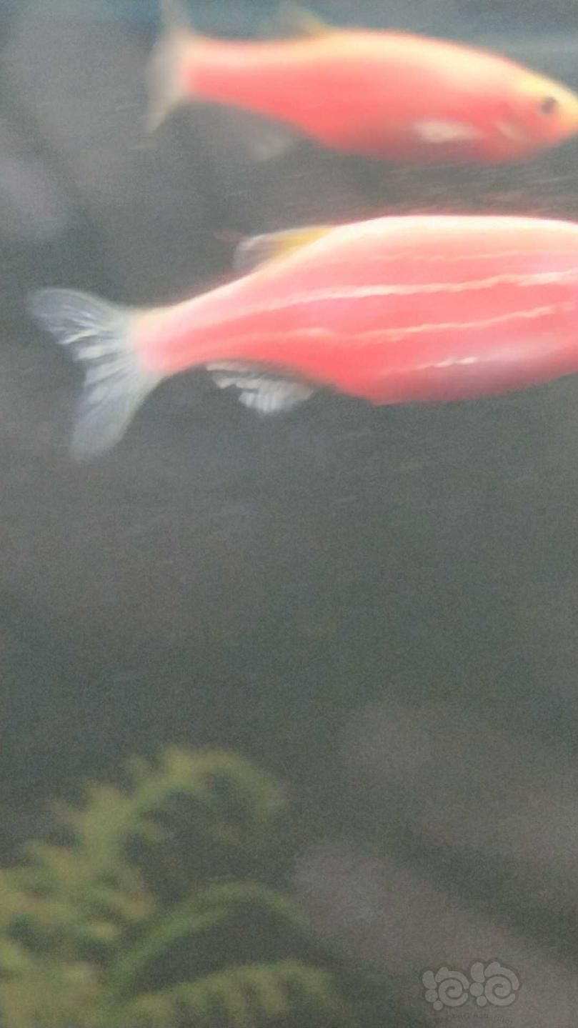 【灯科鱼】老妈这边养的红斑马-图8