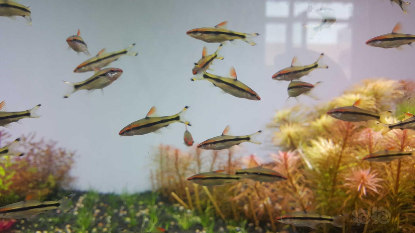 热带鱼出一眉道人苗基本已发色