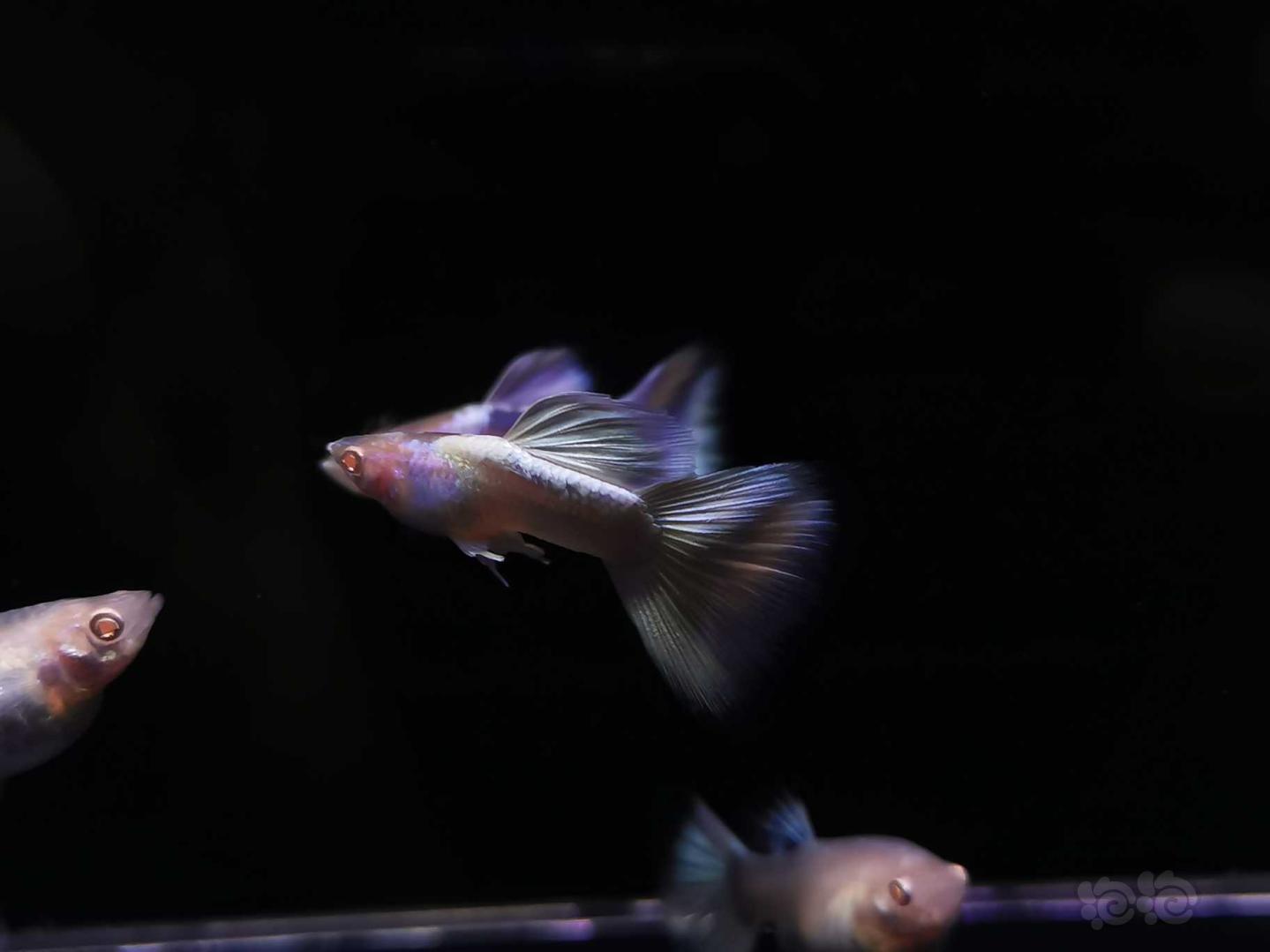 【其它】白金孔雀鱼，红蕾丝孔雀鱼-图3