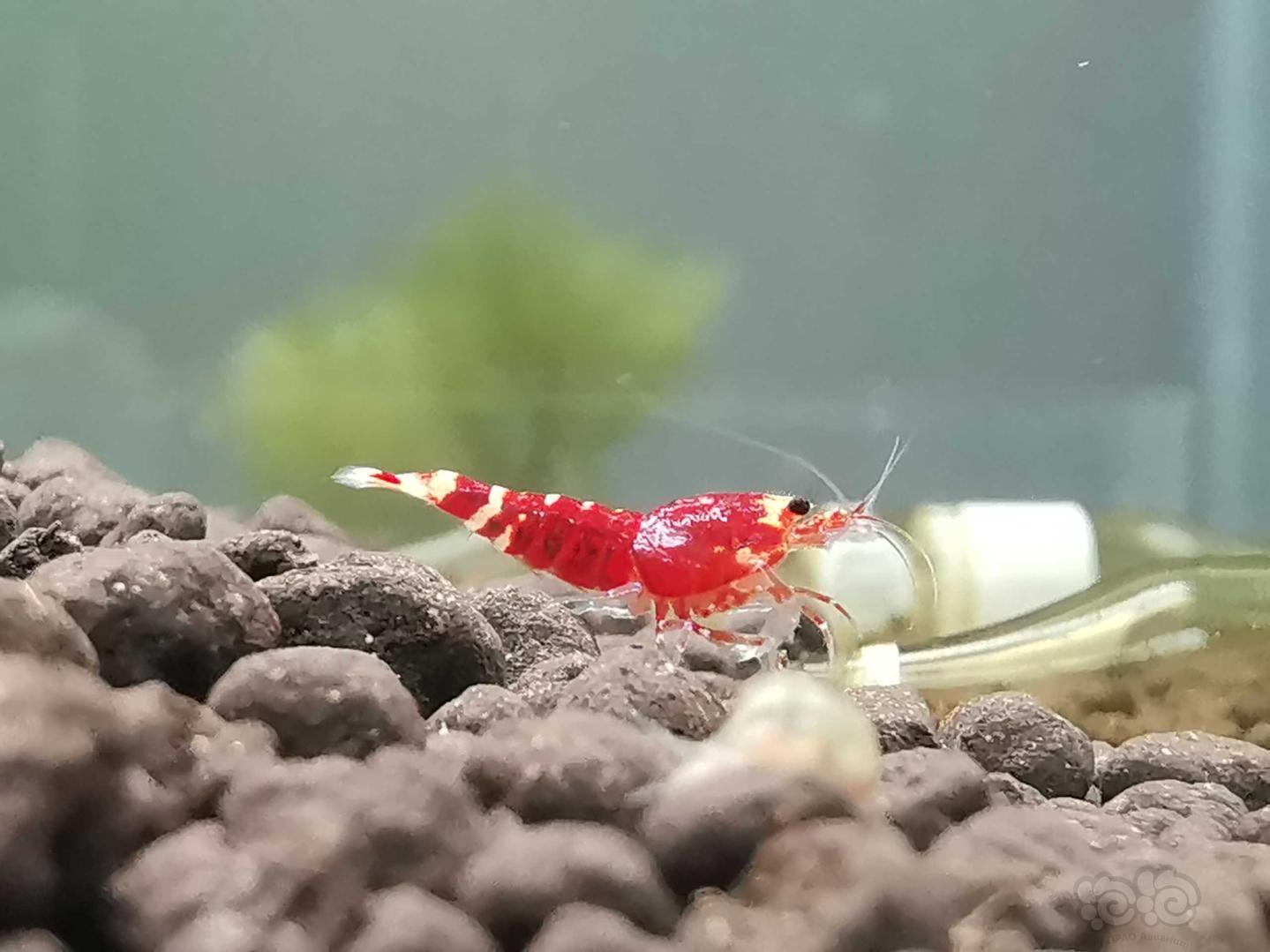 【虾】2019-08-31#RMB拍卖一线金属红小虾2只-图3