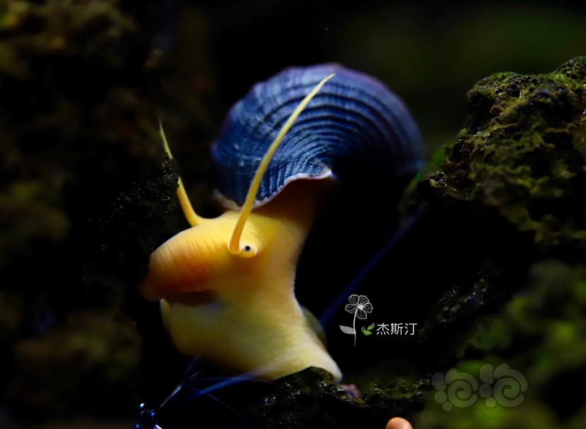 苏拉威西橙兔螺连拍-图1