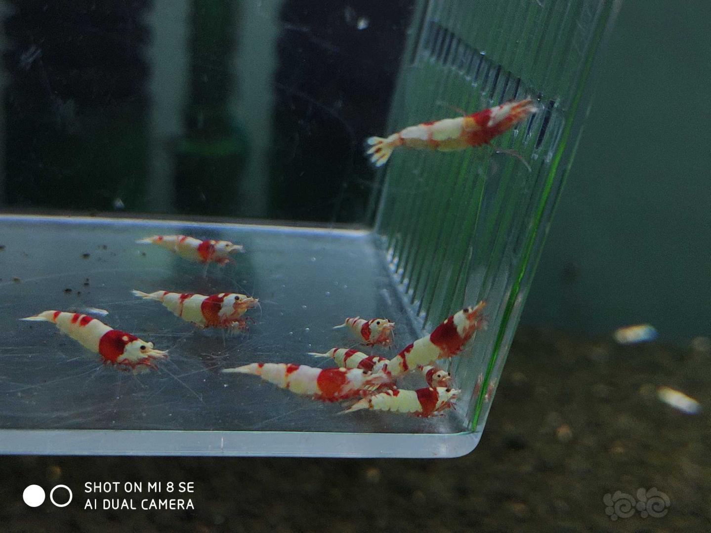 【虾】2019-08-21#RMB拍卖纯血红白提纯缸挑出的淘汰虾26只(1-1.4cm大小)-图4