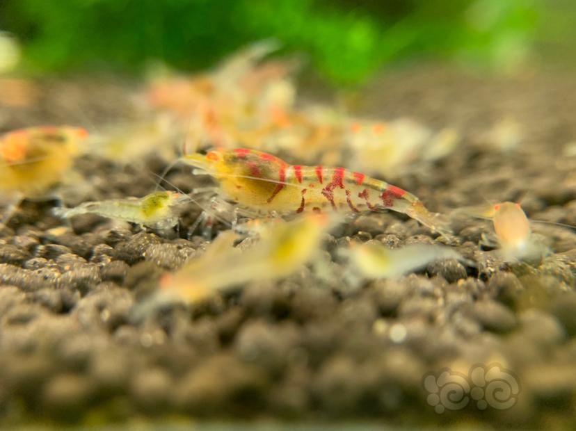 金眼红虎纹水晶虾-图2