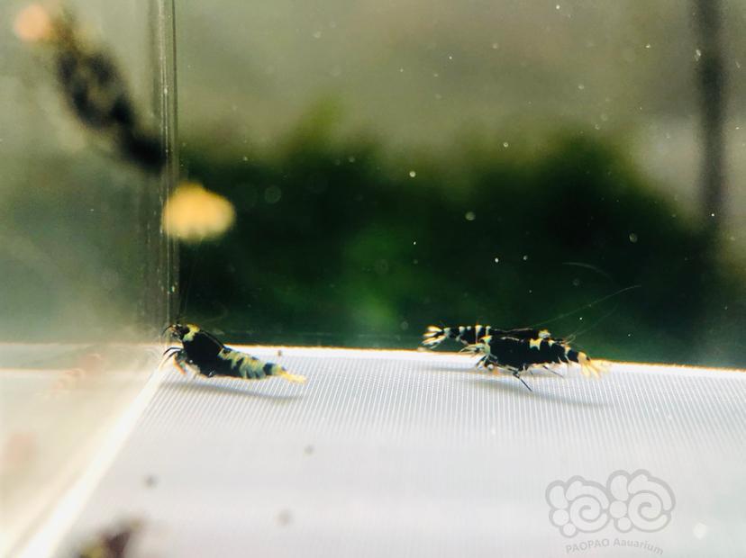 【虾】2019-8-27#RMB拍卖一份黑虎P-5只（带金属紫基因）-图6