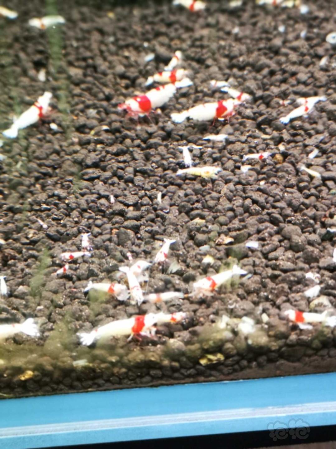 【虾螺】清缸纯血红白-图3
