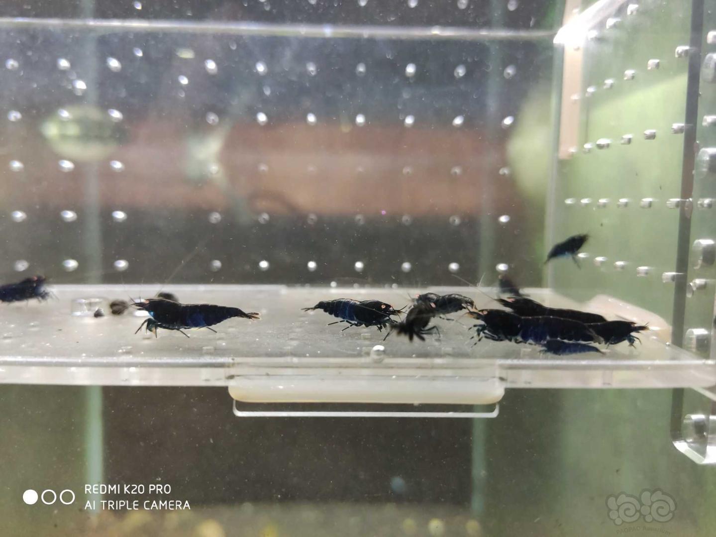 【虾】2019-8-28#RMB拍卖金眼蓝黑钻繁殖组5公13母-图1