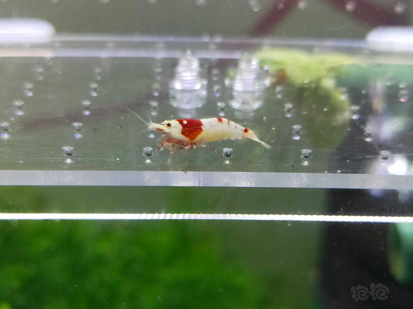 【虾】2019-08-27#RMB拍卖红白水晶虾4只-图4