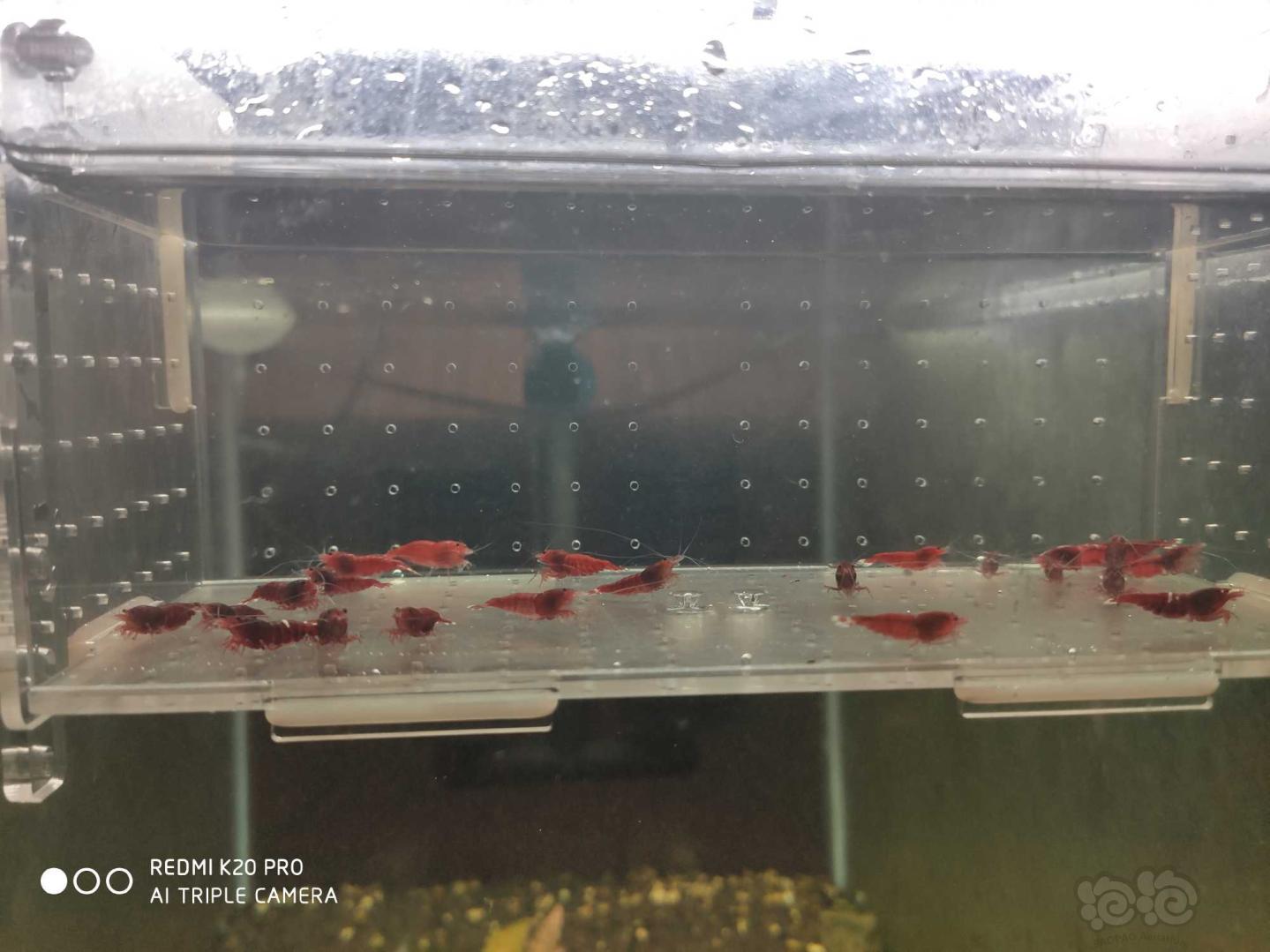 【虾】2019-8-28#RMB拍卖酒红红钻繁殖组8公14母-图4