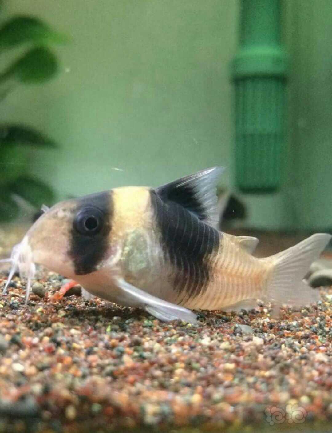 【鼠鱼】超级双色鼠鱼(宽版)