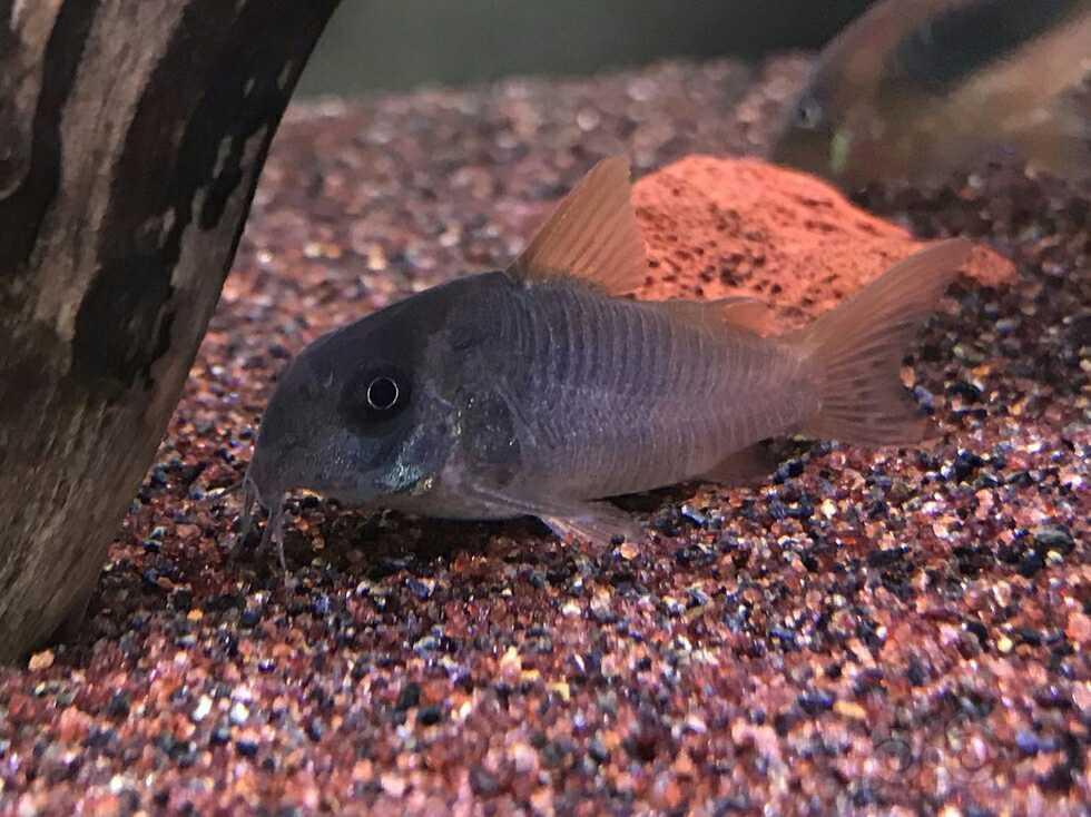 鼠鱼鼠鱼小篇简介①